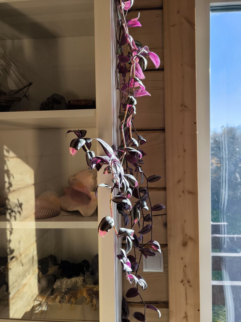 Dom z bala jodłowego